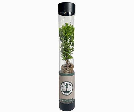 Giant Sequoia - Small Sapling