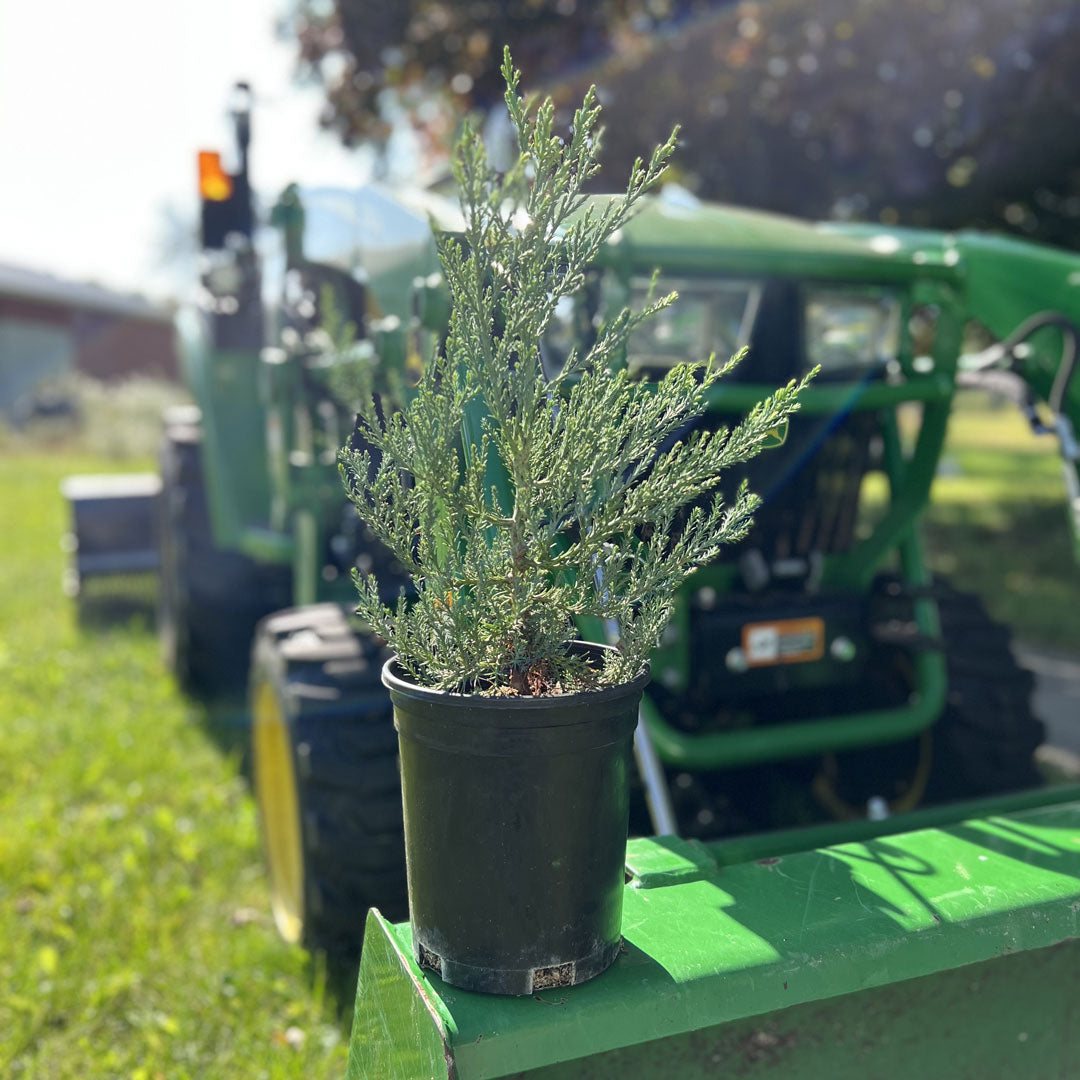 Medium to large sequoia tree sapling