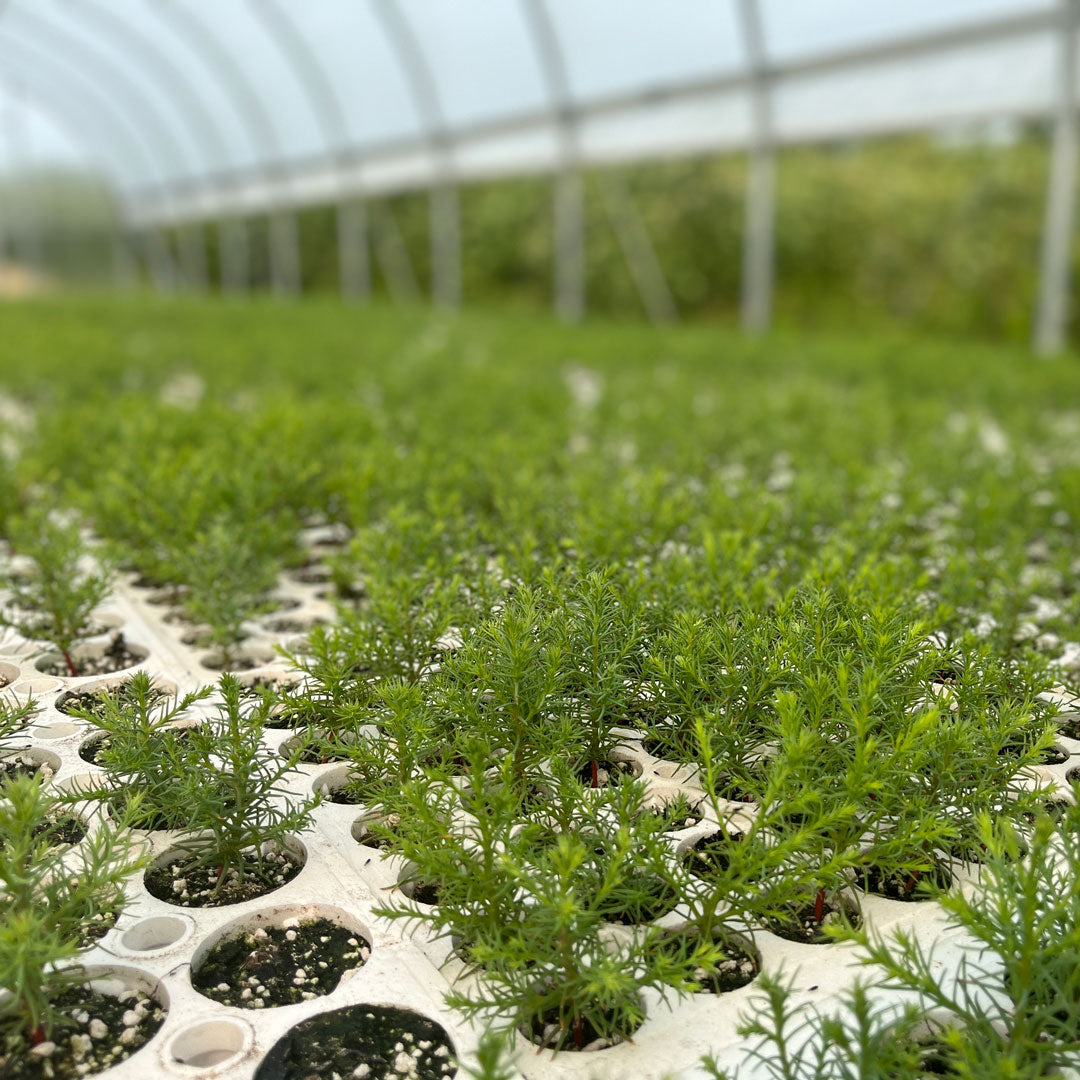 Sequoia tree farm growing saplings