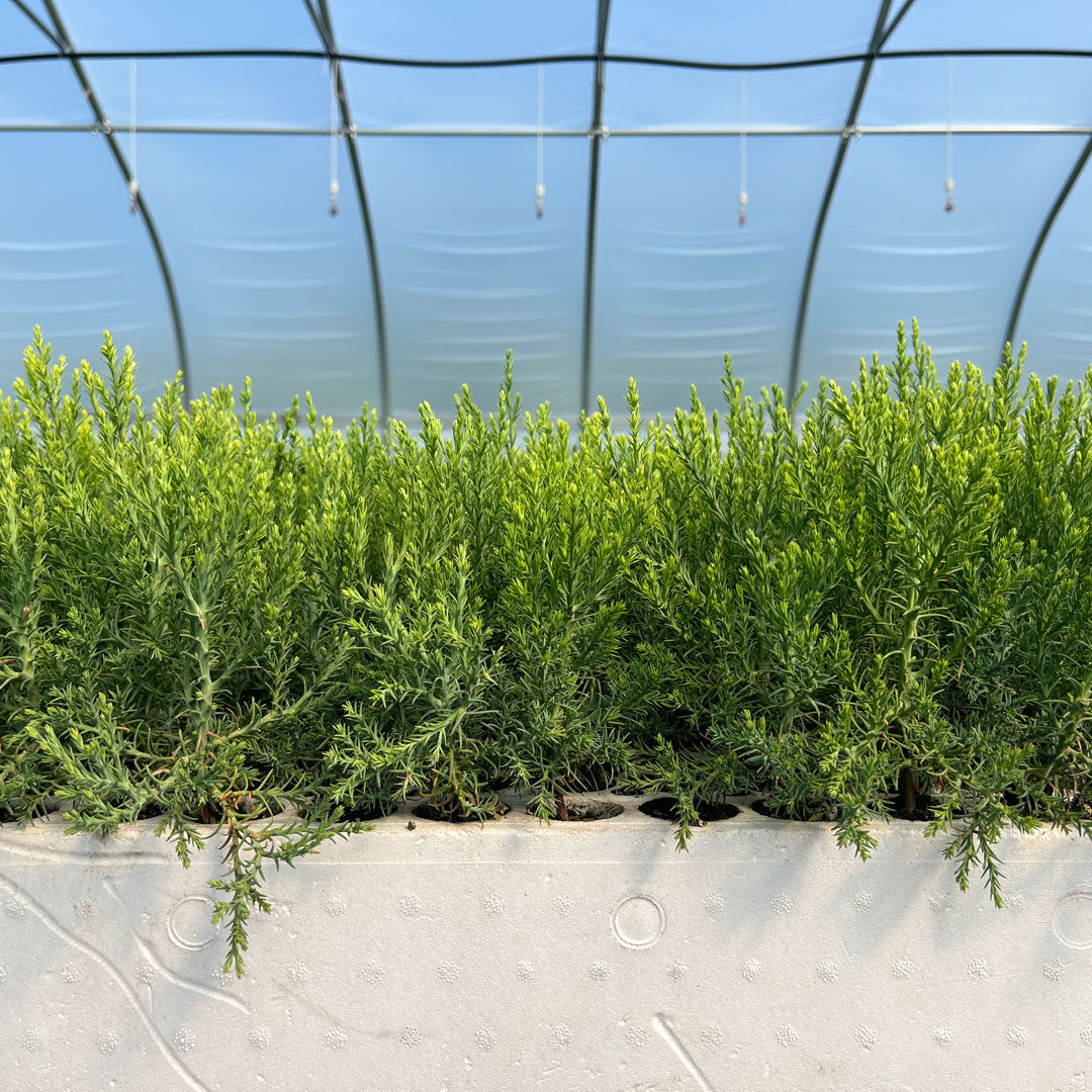 Medium sequoia tree saplings in a row