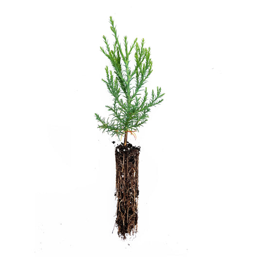 Giant Sequoia - Medium Sapling