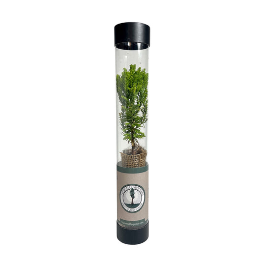 Sequoia tree sapling in gift tube